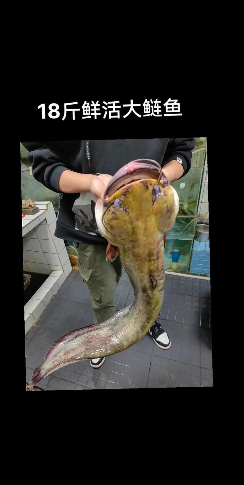 鰱魚真實圖片