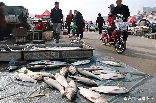 鰱魚真實圖片