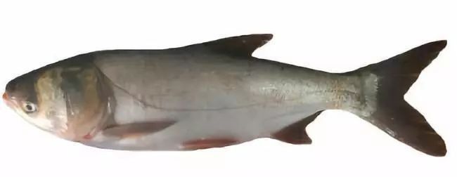 鰱魚真實圖片