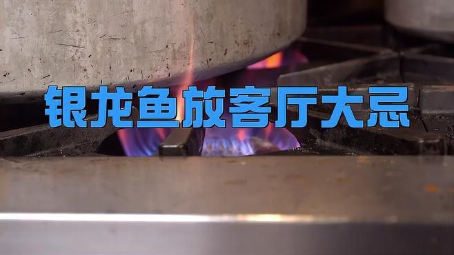 銀龍魚在魚缸中的最佳位置