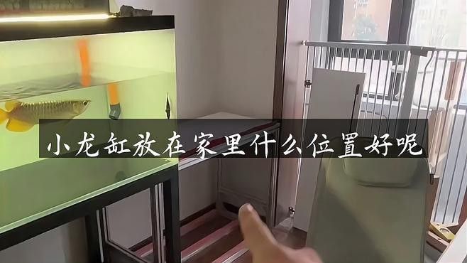 銀龍魚在魚缸中的最佳位置