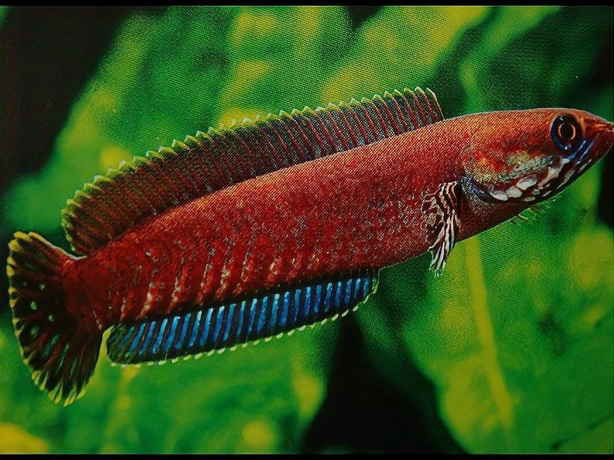 龍魚和羅漢魚哪個貴 龍魚和羅漢魚哪個貴 龍魚百科 第17張