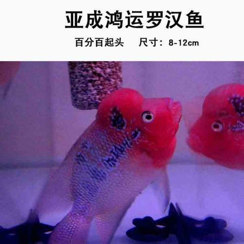 龍魚和羅漢魚哪個貴 龍魚和羅漢魚哪個貴 龍魚百科 第11張
