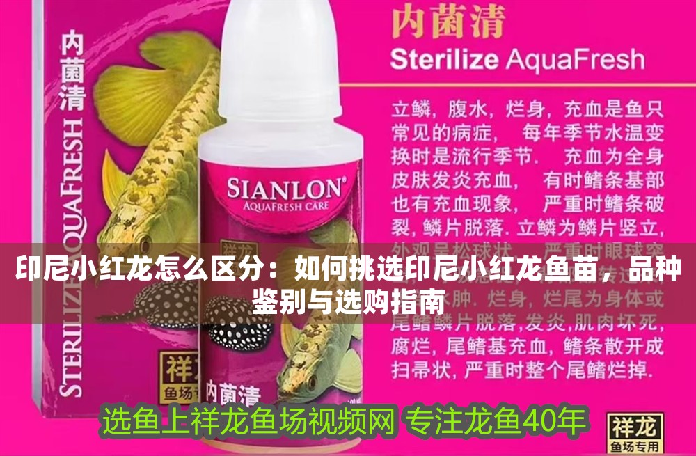 印尼小紅龍怎么區分：如何挑選印尼小紅龍魚苗，品種鑒別與選購指南