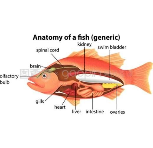 銀龍魚雄雌分辨圖 銀龍魚雄雌分辨圖 龍魚百科 第34張