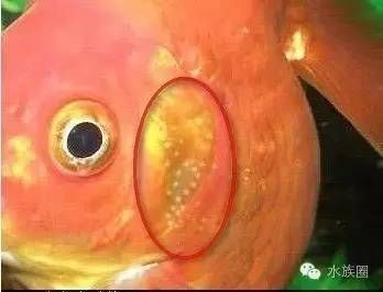 金龍魚怎么辨別雌雄（如何辨別金龍魚的雌雄）