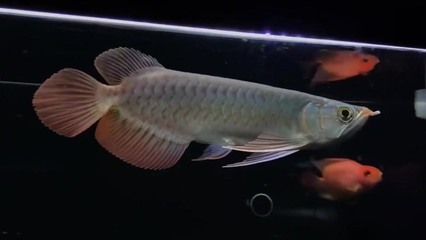 小紅龍魚不吃食怎么辦呢：小紅龍魚不吃食怎么辦 小紅龍魚不吃食怎么辦呢：小紅龍魚不吃食怎么辦 龍魚百科 第2張