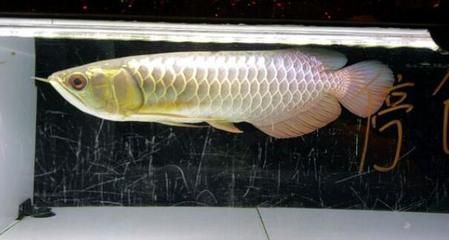 龍魚翻肚子了能活幾天：龍魚翻肚子后存活時間取決于翻肚子的原因和后續處理措施
