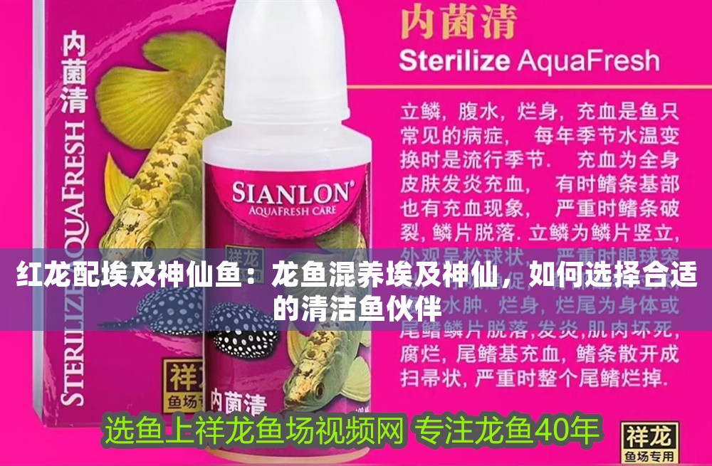 紅龍配埃及神仙魚:龍魚混養埃及神仙,如何選擇合適的清潔魚伙伴
