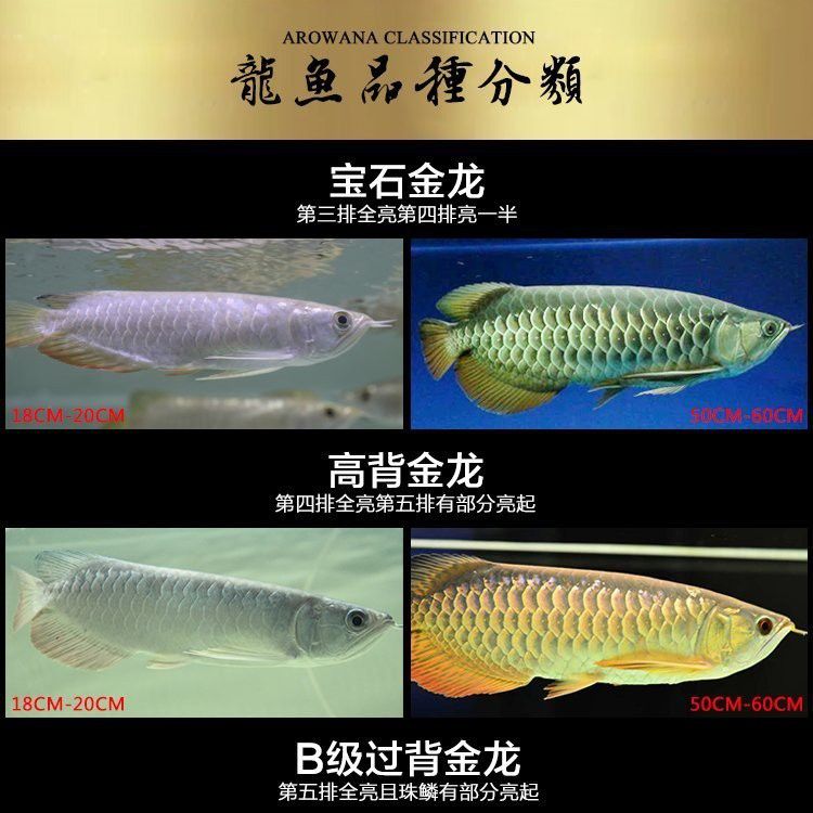 金龍魚有多貴 金龍魚有多貴 龍魚百科 第17張