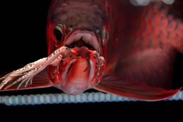 龍魚可以吃小白條嗎有毒嗎：小白條的正確喂養方法，預防龍魚白點病的措施