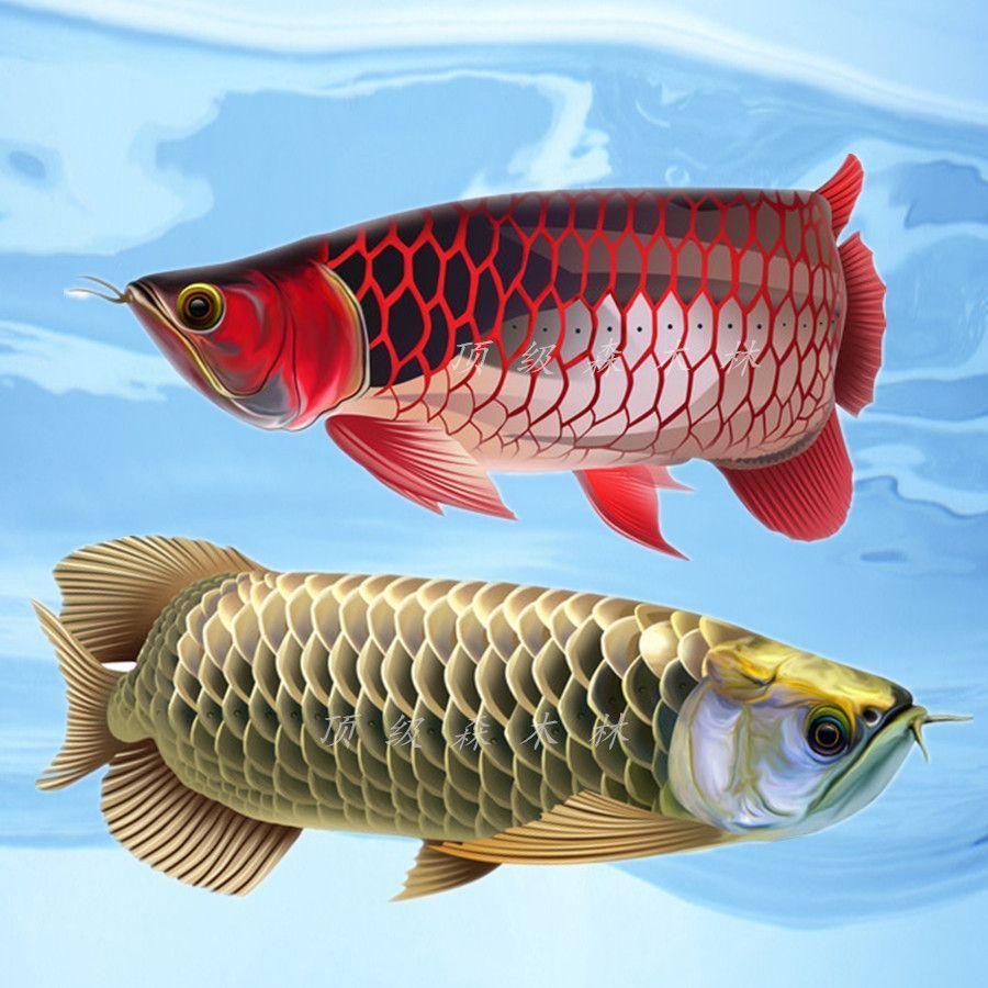 紅龍魚家養一般的能養幾年（紅龍魚家養壽命是多少） 紅龍魚家養一般的能養幾年（紅龍魚家養壽命是多少） 龍魚百科 第4張