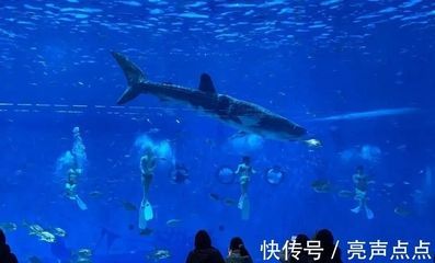 虎鯨和巨型金龍魚，誰更厲害？：探討虎鯨（orcinusorca）和巨型金龍魚之間的差異
