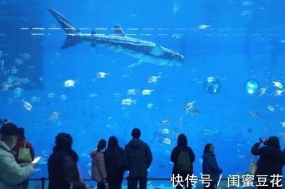 虎鯨和巨型金龍魚，誰更厲害？：探討虎鯨（orcinusorca）和巨型金龍魚之間的差異