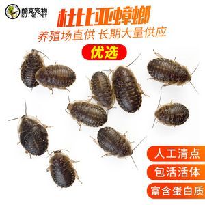 龍魚最小養缸尺寸相關信息：養小龍魚需要注意水質管理和喂食方式：龍魚最小養缸尺寸