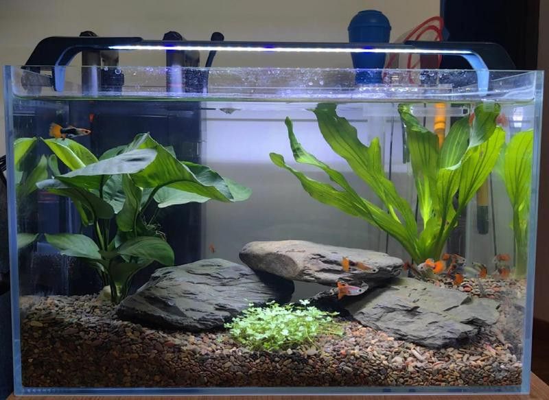 40公分寬魚缸需要多大的過濾系統(tǒng)？