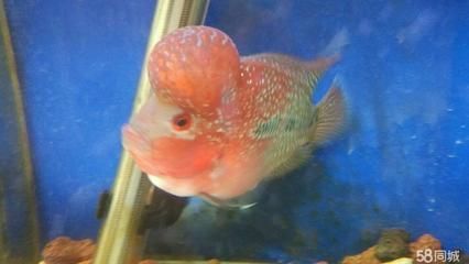 廣州花鳥市場批發(fā)龍魚在哪里進貨：廣州花地灣花鳥魚蟲批發(fā)市場
