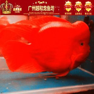 廣州花鳥市場批發(fā)龍魚在哪里進貨：廣州花地灣花鳥魚蟲批發(fā)市場