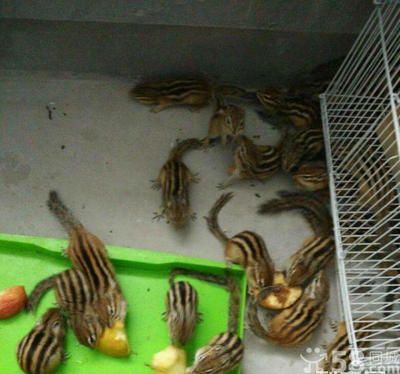 廣州花鳥市場批發(fā)龍魚在哪里進貨：廣州花地灣花鳥魚蟲批發(fā)市場