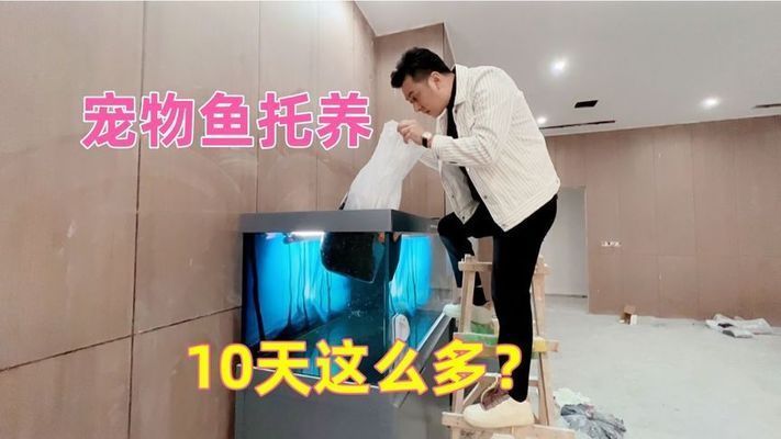 龍魚寄養要多少錢一斤：龍魚寄養市場價格對比