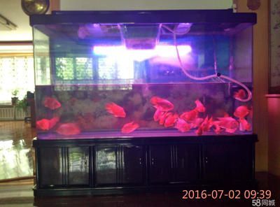 國內(nèi)龍魚品牌排行榜：國內(nèi)龍魚品牌的發(fā)展與市場現(xiàn)狀