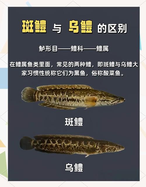 純黑色的龍魚