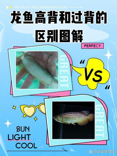 純黑色的龍魚
