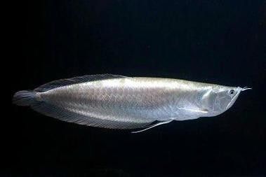純黑色的龍魚