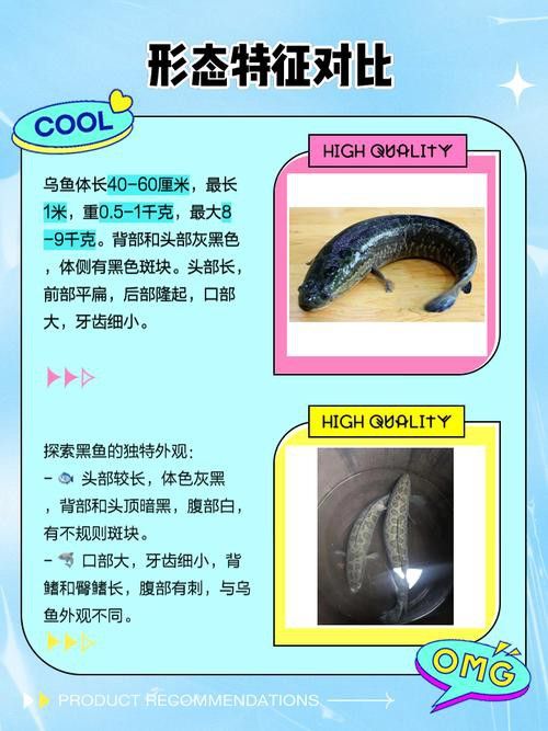 純黑色的龍魚