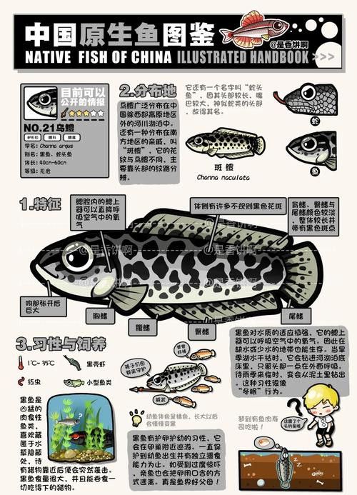 純黑色的龍魚