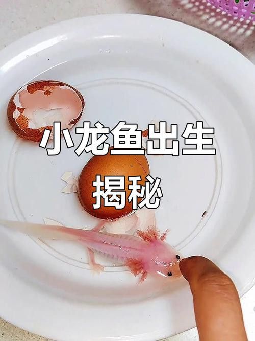純黑色的龍魚