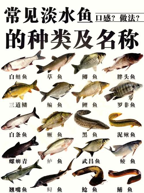 純黑色的龍魚