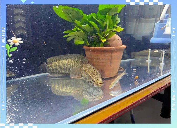 純黑色的龍魚
