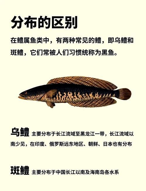 純黑色的龍魚