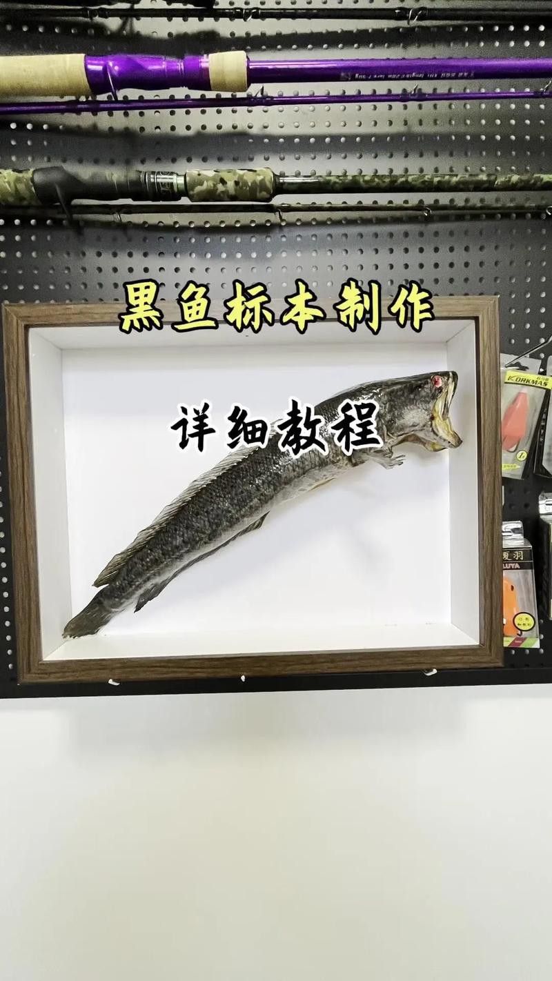 純黑色的龍魚