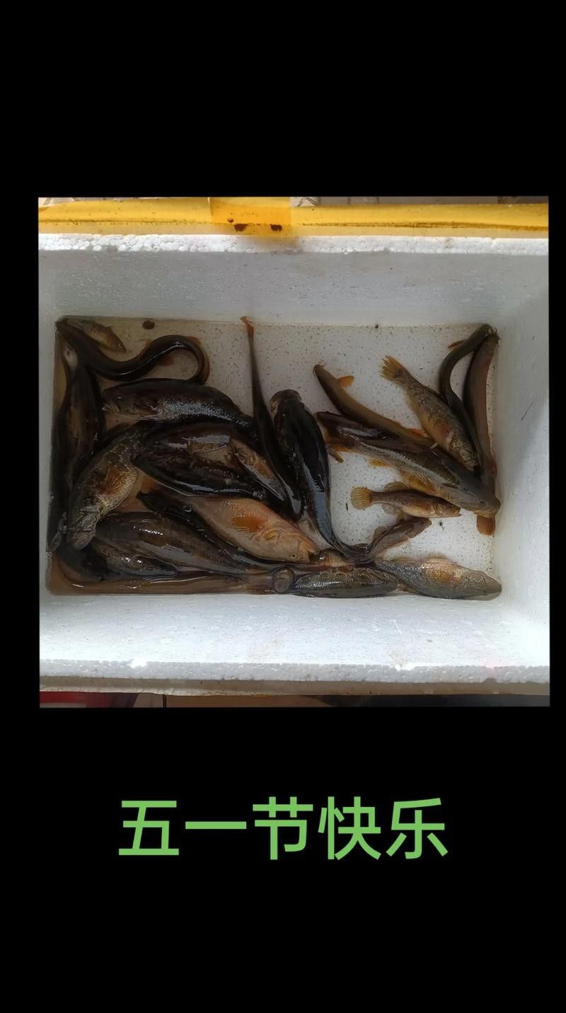 純黑色的龍魚