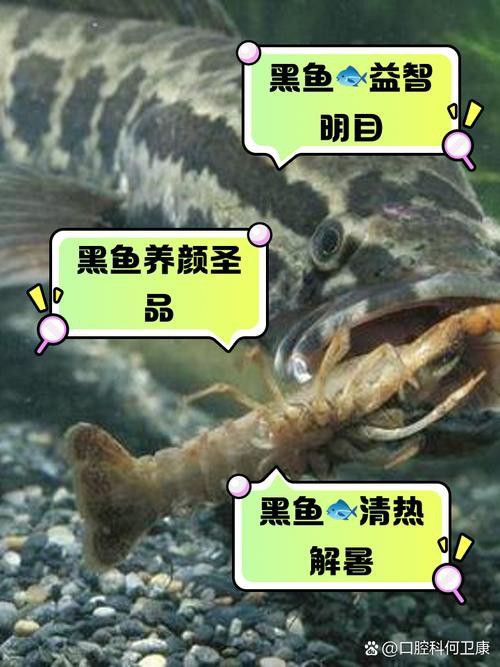 純黑色的龍魚