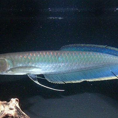 純黑色的龍魚
