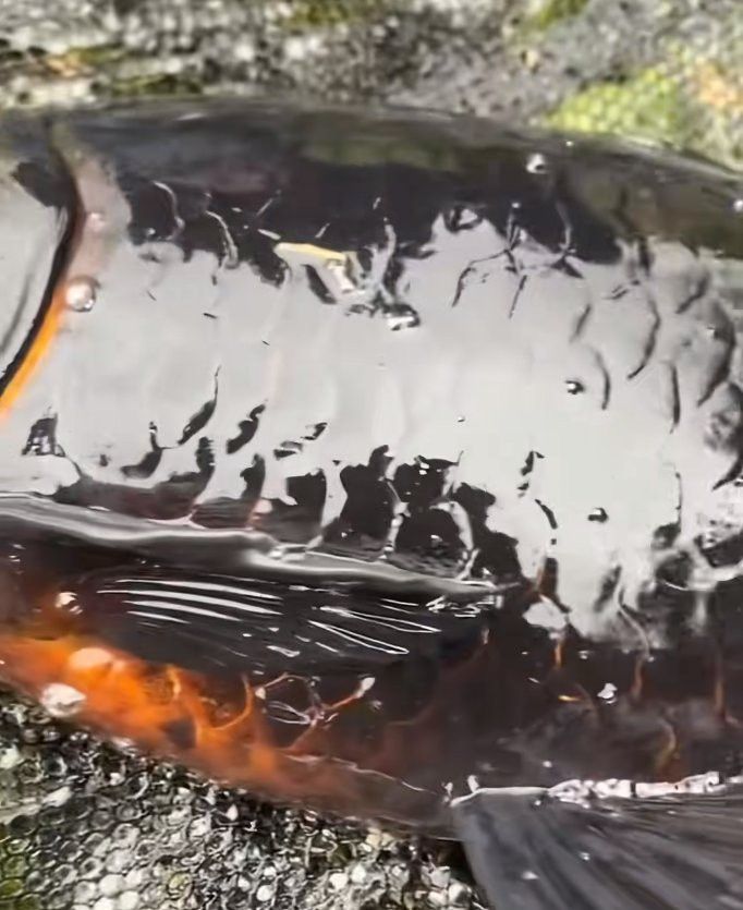 純黑色的龍魚