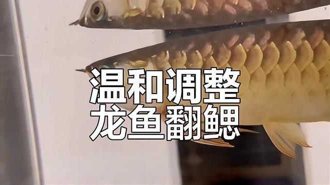 金龍魚翻鰓癥如何治療？ 金龍魚翻鰓癥如何治療？ 龍魚百科 第5張