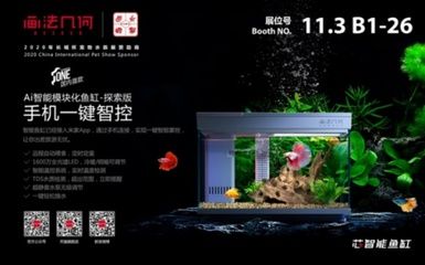 紅龍魚 澳洲星點金龍魚(澳洲星點金龍魚的飼養注意事項) 龍魚百科 澳洲星點金龍魚(澳洲星點金龍魚的飼養注意事項) 澳洲星點金龍魚(澳洲星點金龍魚的飼養注意事項) 龍魚百科