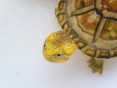 龍魚缸用什么燈比較好（龍魚缸led燈品牌排行）