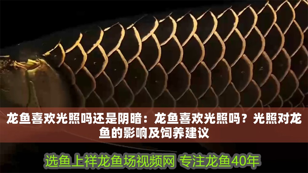 龍魚喜歡光照嗎還是陰暗：龍魚喜歡光照嗎？光照對龍魚的影響及飼養建議 龍魚喜歡光照嗎還是陰暗：龍魚喜歡光照嗎？光照對龍魚的影響及飼養建議 龍魚百科 第1張