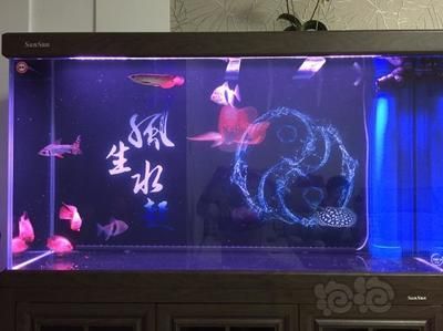 什么人不適合養龍魚魚類：不適合養龍魚的幾種人群