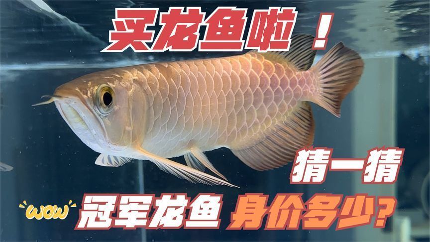 買龍魚到哪個平臺好:如何選擇購買龍魚的平臺? 龍魚百科 第2張 買龍魚到哪個平臺好:如何選擇購買龍魚的平臺? 買龍魚到哪個平臺好:如何選擇購買龍魚的平臺? 龍魚百科 第2張