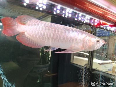 龍魚側燈色溫選擇（如何選擇龍魚側燈的色溫） 龍魚側燈色溫選擇（如何選擇龍魚側燈的色溫） 龍魚百科 第3張