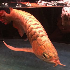 一米長的龍魚多少錢一條：一米長的龍魚多少錢一條， 一米長的龍魚多少錢一條：一米長的龍魚多少錢一條， 龍魚百科 第3張