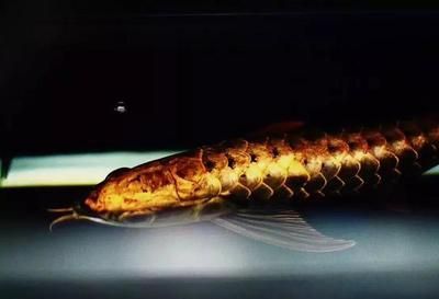 一米長的龍魚多少錢一條：一米長的龍魚多少錢一條， 一米長的龍魚多少錢一條：一米長的龍魚多少錢一條， 龍魚百科 第2張