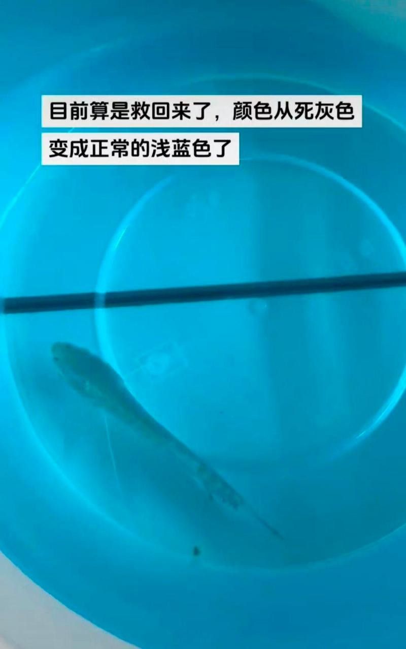 曼龍魚有哪些常見疾病