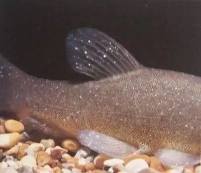 曼龍魚有哪些常見疾病